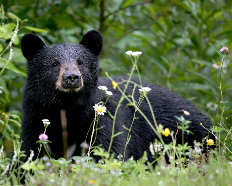 hotel in Juneau bear