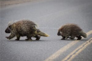 hotel in Juneau porcupines