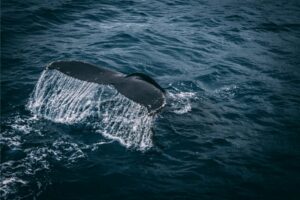 juneau whale