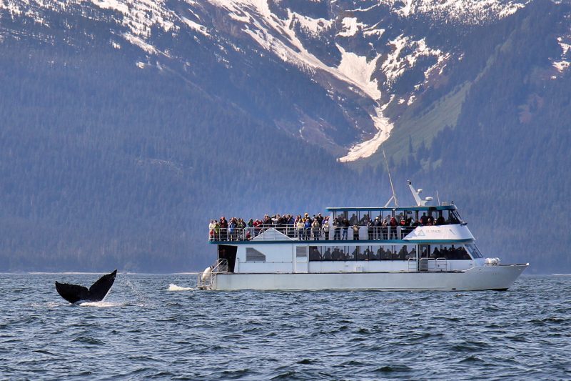 juneau whale trip