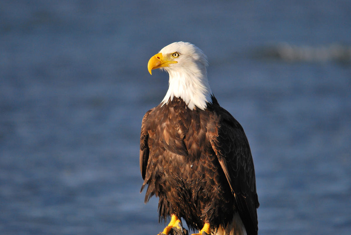 Bald eagles in juneau