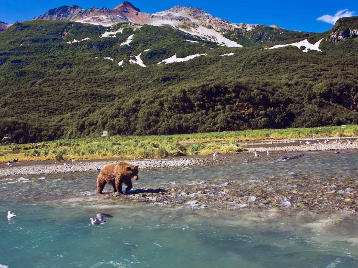 bear viewing juneau alaska