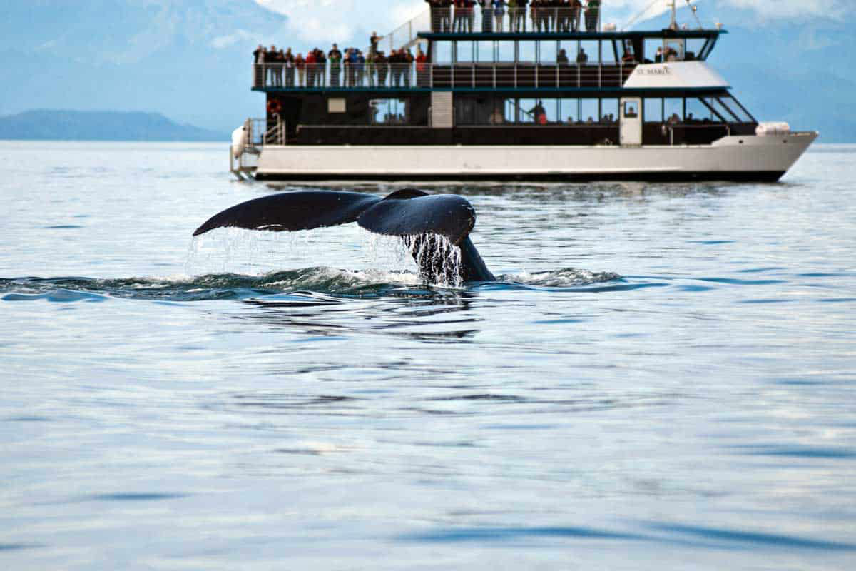 whale watching tours juneau alaska