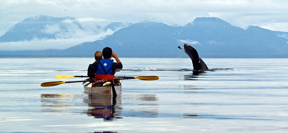 kayak with humpback whales