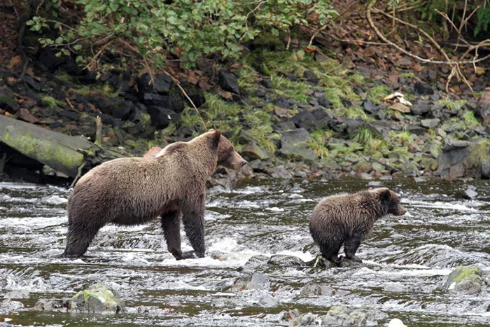 kayaking with brown bears