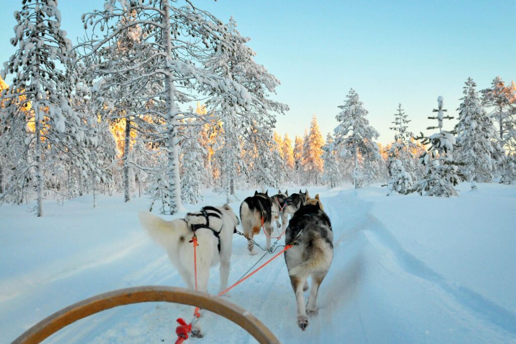 Dog Sledding Adventure Juneau