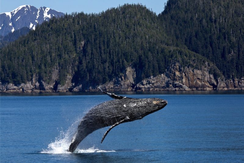 juneau whale watching