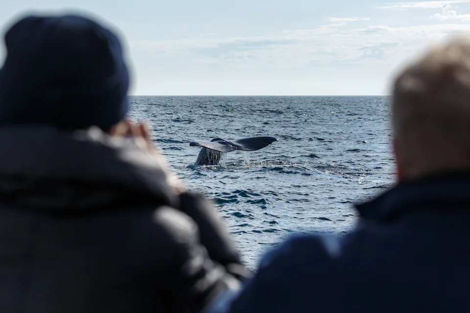 Whale Watching Tours